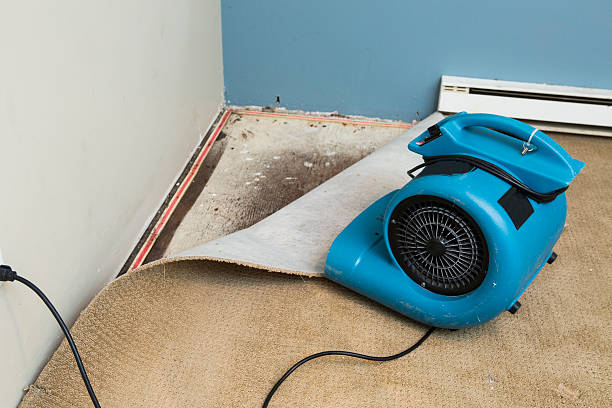 Best Carpet water damage restoration  in Jefferson, GA